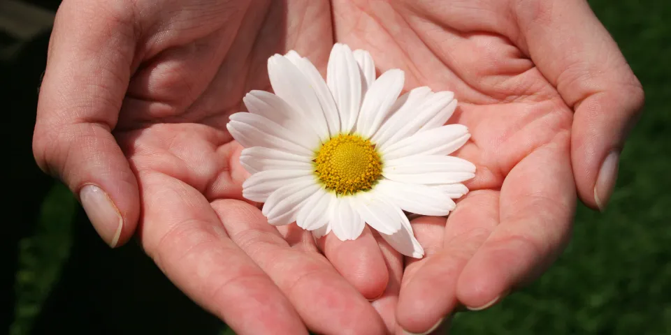 The DAISY Awards: Honoring Extraordinary Nurses and Nurse Educators